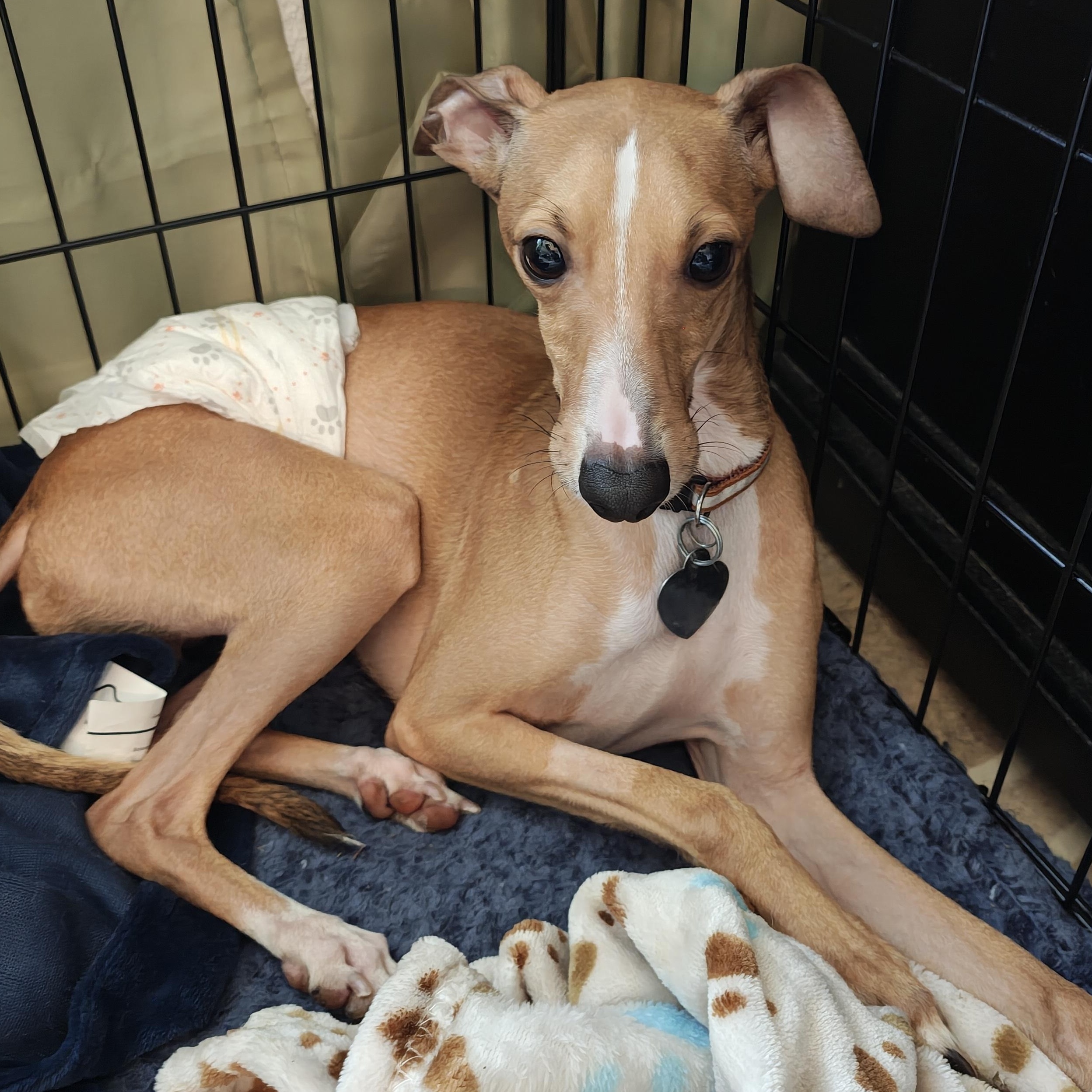 Enlarge Salvatore - San Antonio, an adoptable Italian Greyhound in Bellaire, TX image 5/5