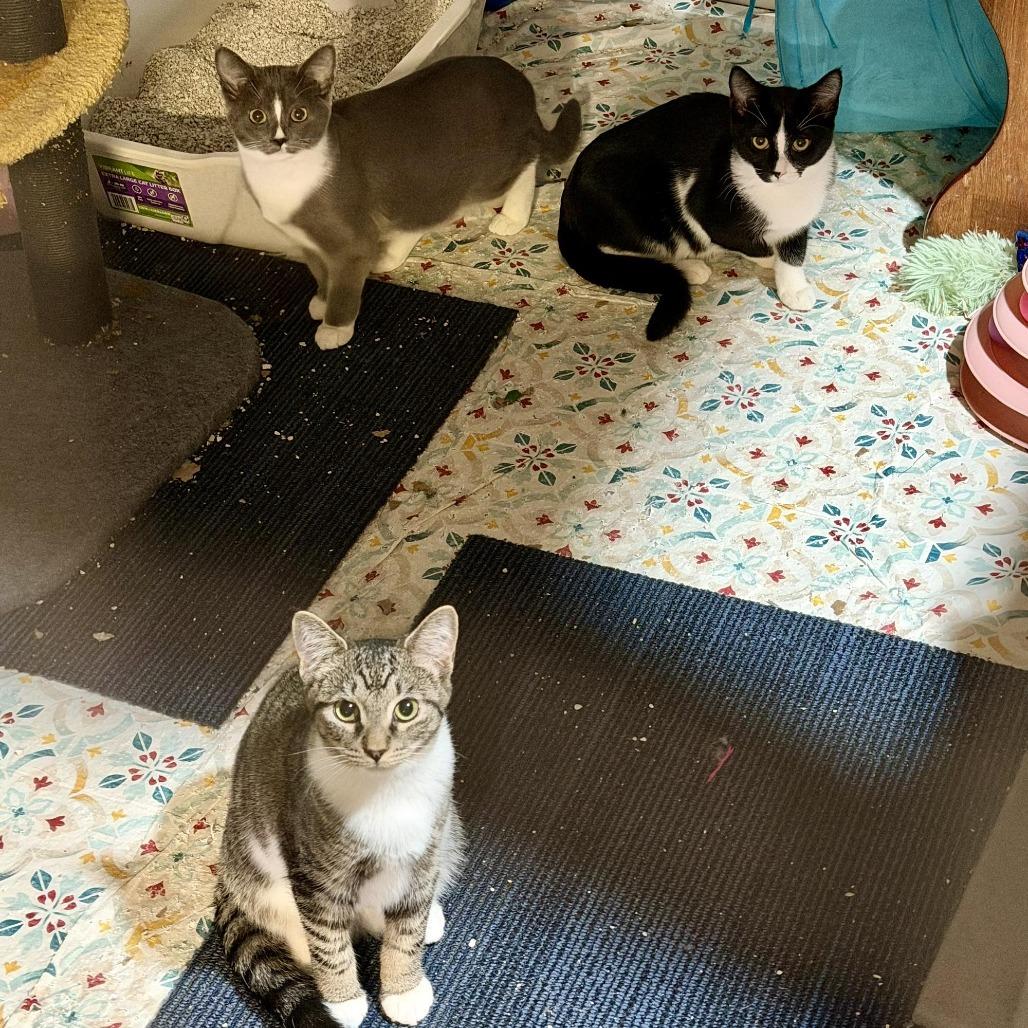 Iris, Adoptable, Young Female Domestic Short Hair.