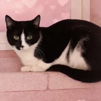 Enlarge Iris, a Adoptable Domestic Short Hair in Pocono Summit, PA image 2/5