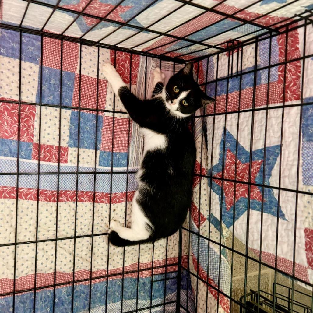 Enlarge Iris, a Adoptable Domestic Short Hair in Pocono Summit, PA image 3/5