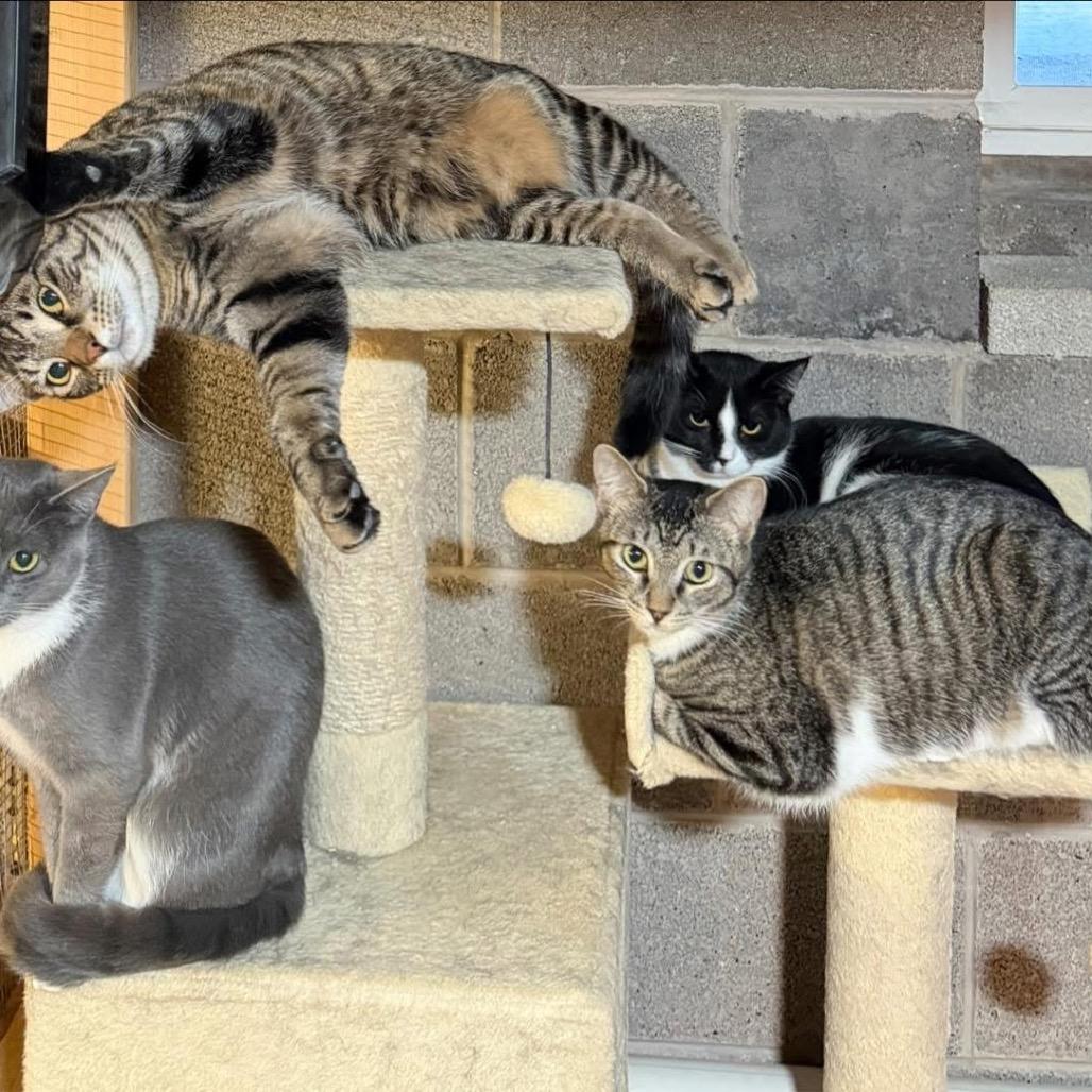 Enlarge Iris, a Adoptable Domestic Short Hair in Pocono Summit, PA image 4/5