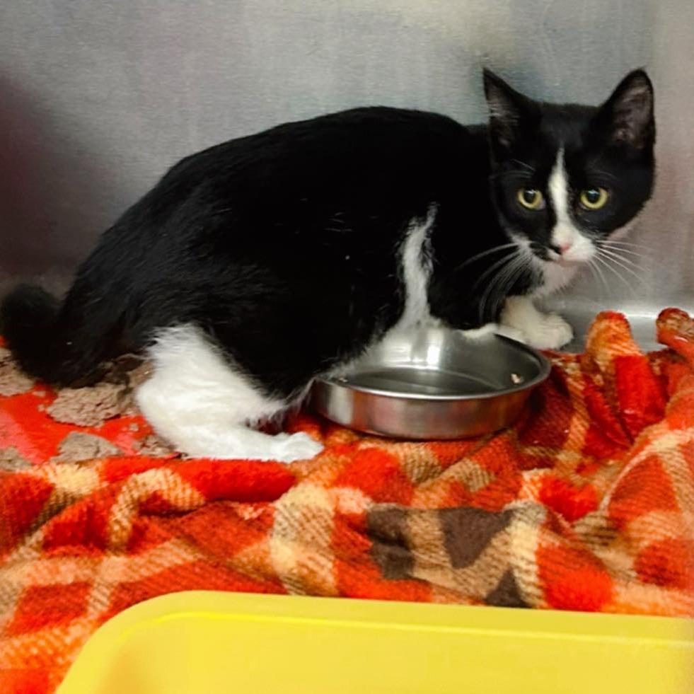 Enlarge Iris, a Adoptable Domestic Short Hair in Pocono Summit, PA image 5/5