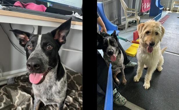 Enlarge Lydia, an adopted mixed breed in Cincinnati, OH image 6/6