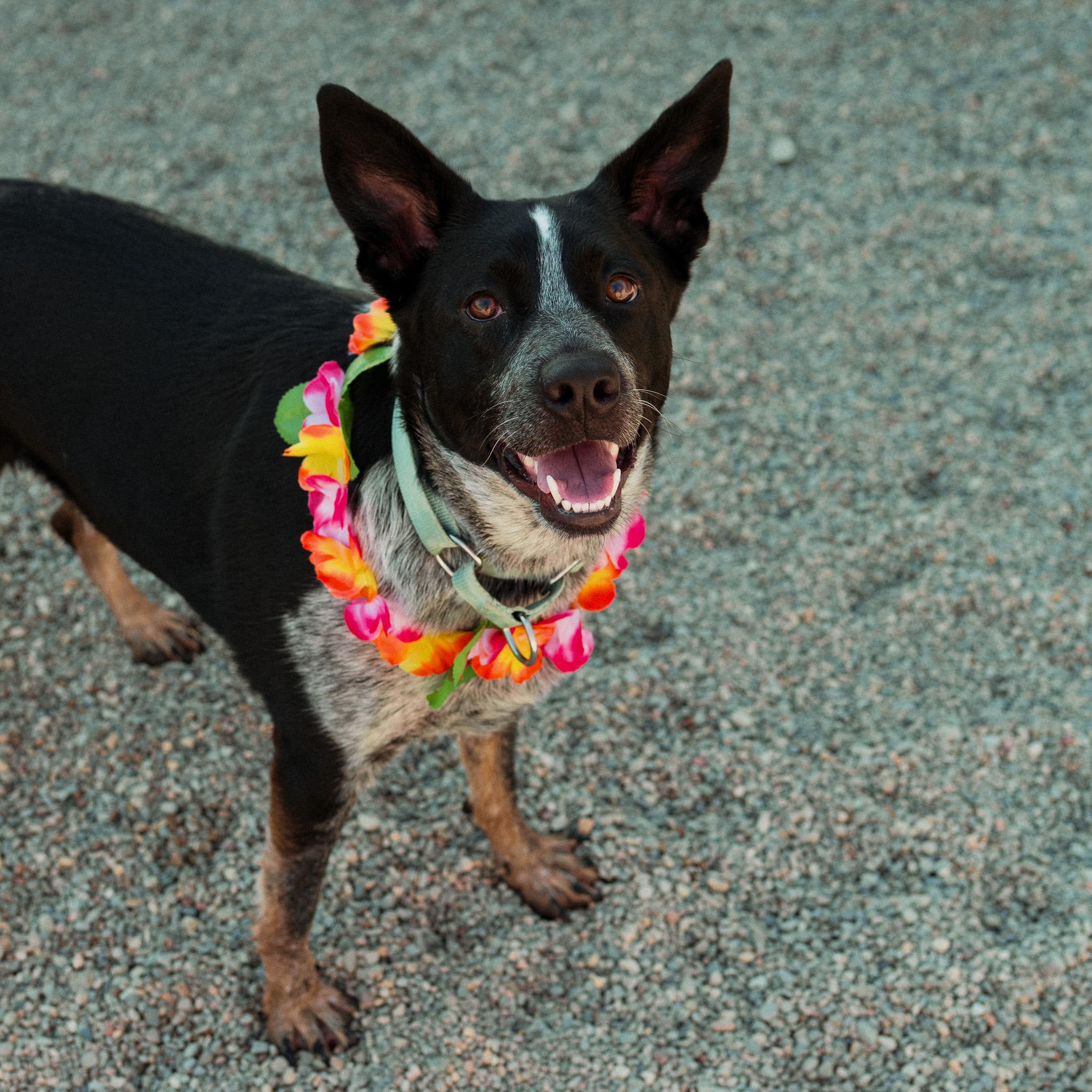 Enlarge Lydia, an adopted mixed breed in Cincinnati, OH image 1/6