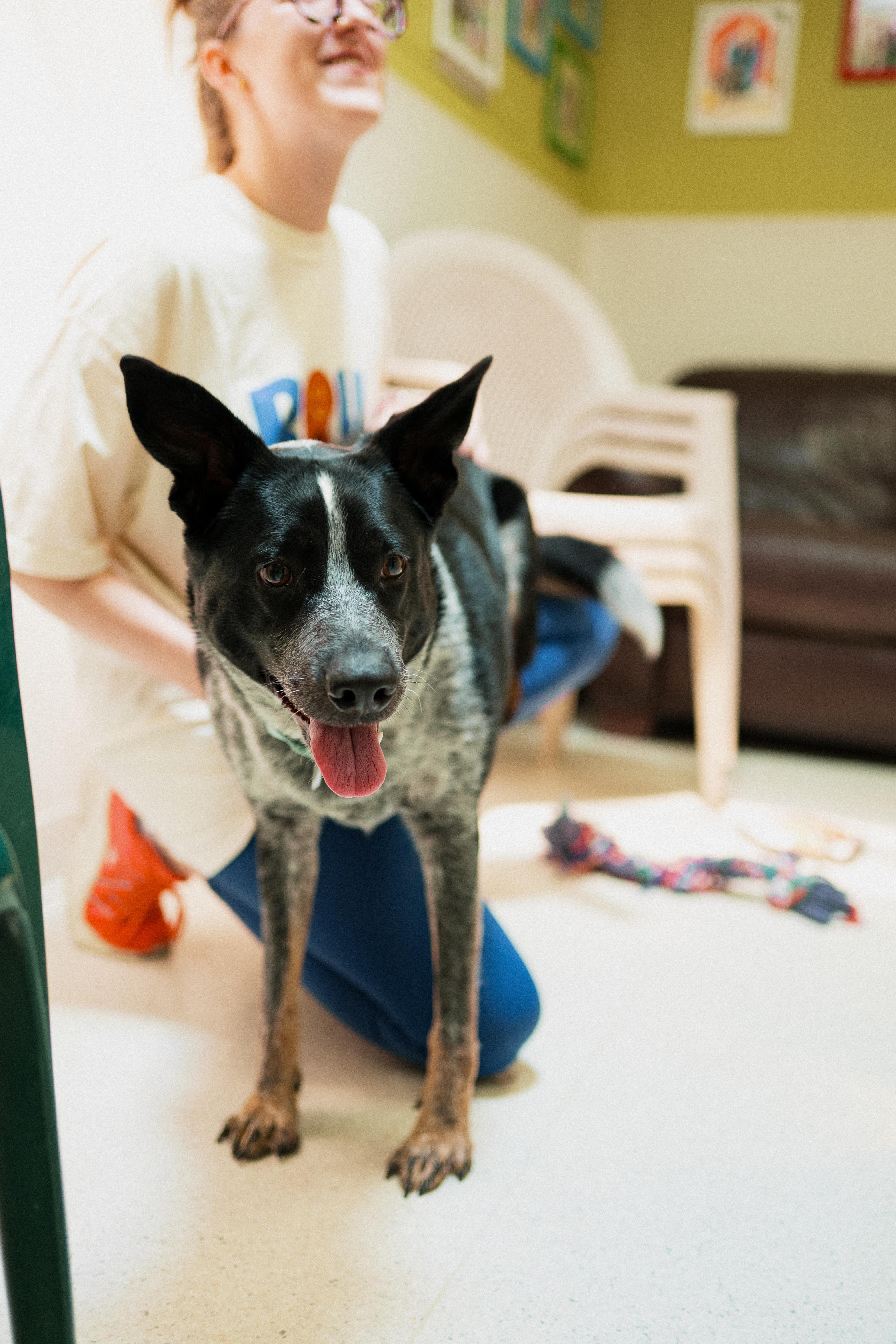 Enlarge Lydia, an adopted mixed breed in Cincinnati, OH image 3/6
