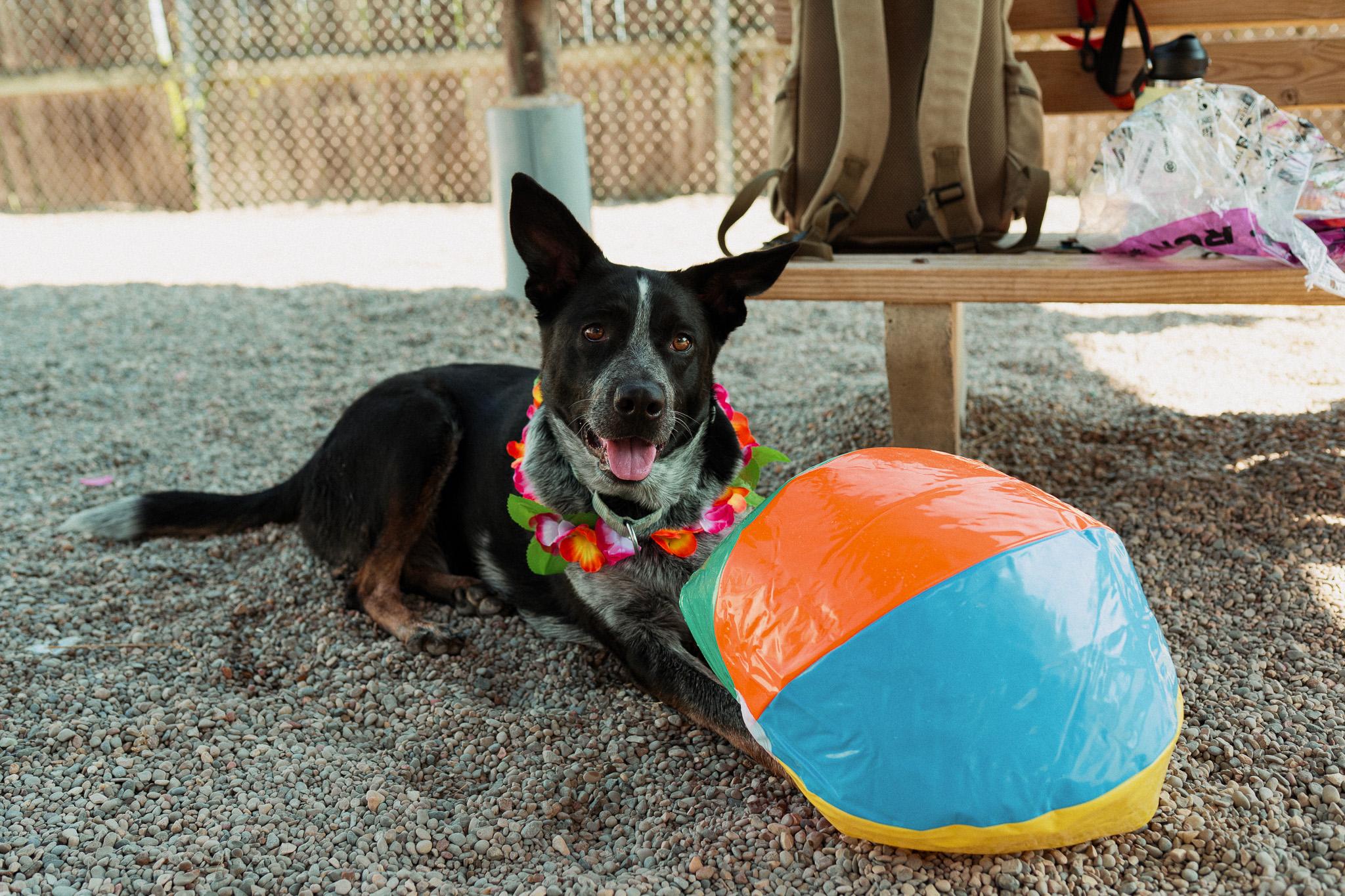 Enlarge Lydia, an adopted mixed breed in Cincinnati, OH image 5/6