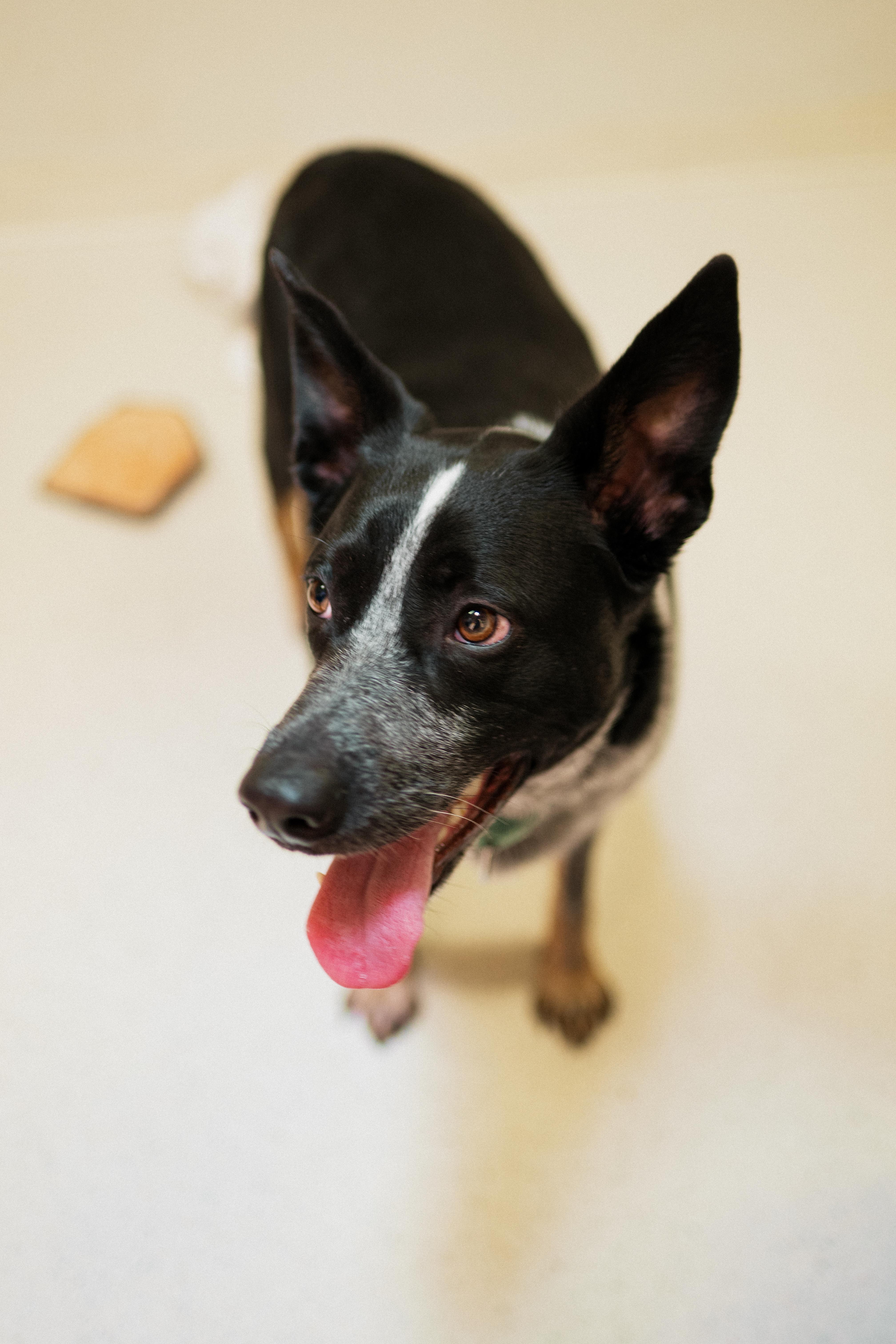 Enlarge Lydia, an adopted mixed breed in Cincinnati, OH image 2/6