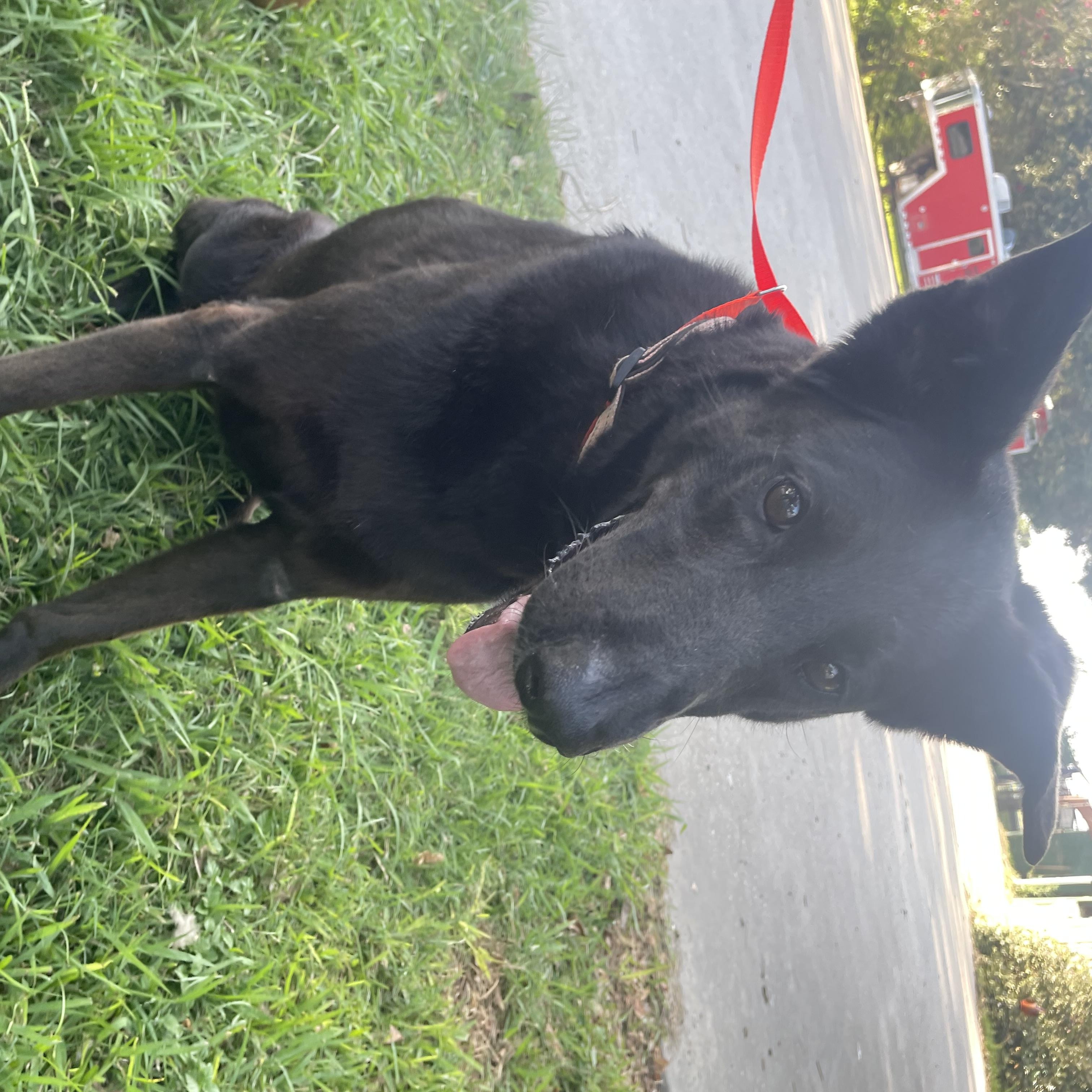 Daisy, Adoptable, Adult Female German Shepherd Dog.