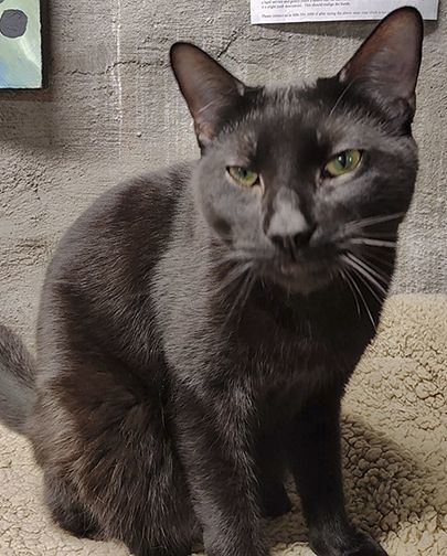 Ringo, a Adoptable Domestic Short Hair in Lisbon, CT image 1/5