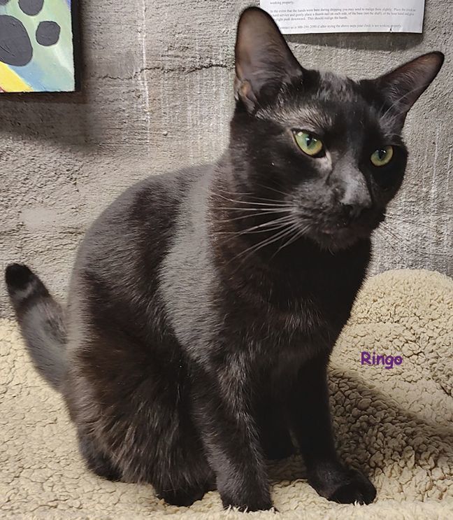 Ringo, a Adoptable Domestic Short Hair in Lisbon, CT image 2/5