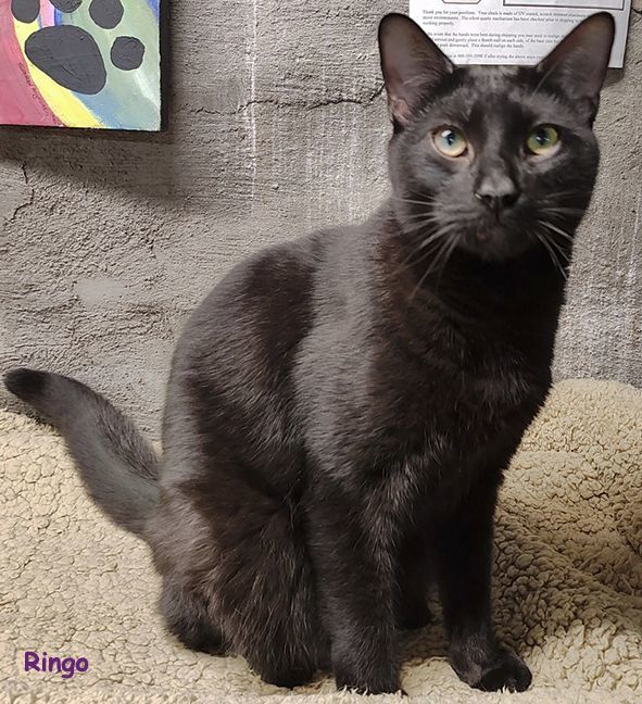 Ringo, a Adoptable Domestic Short Hair in Lisbon, CT image 3/5