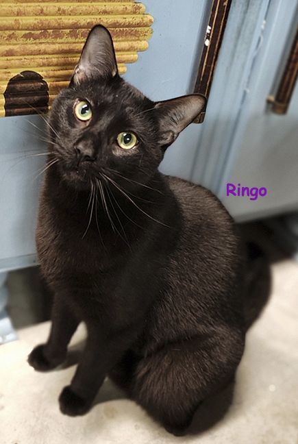 Ringo, a Adoptable Domestic Short Hair in Lisbon, CT image 4/5