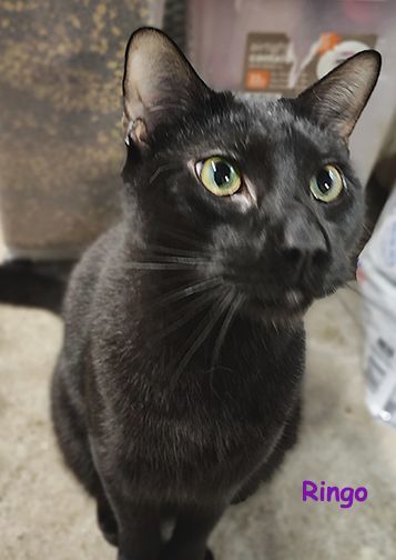 Ringo, Adoptable, Adult Male Domestic Short Hair.