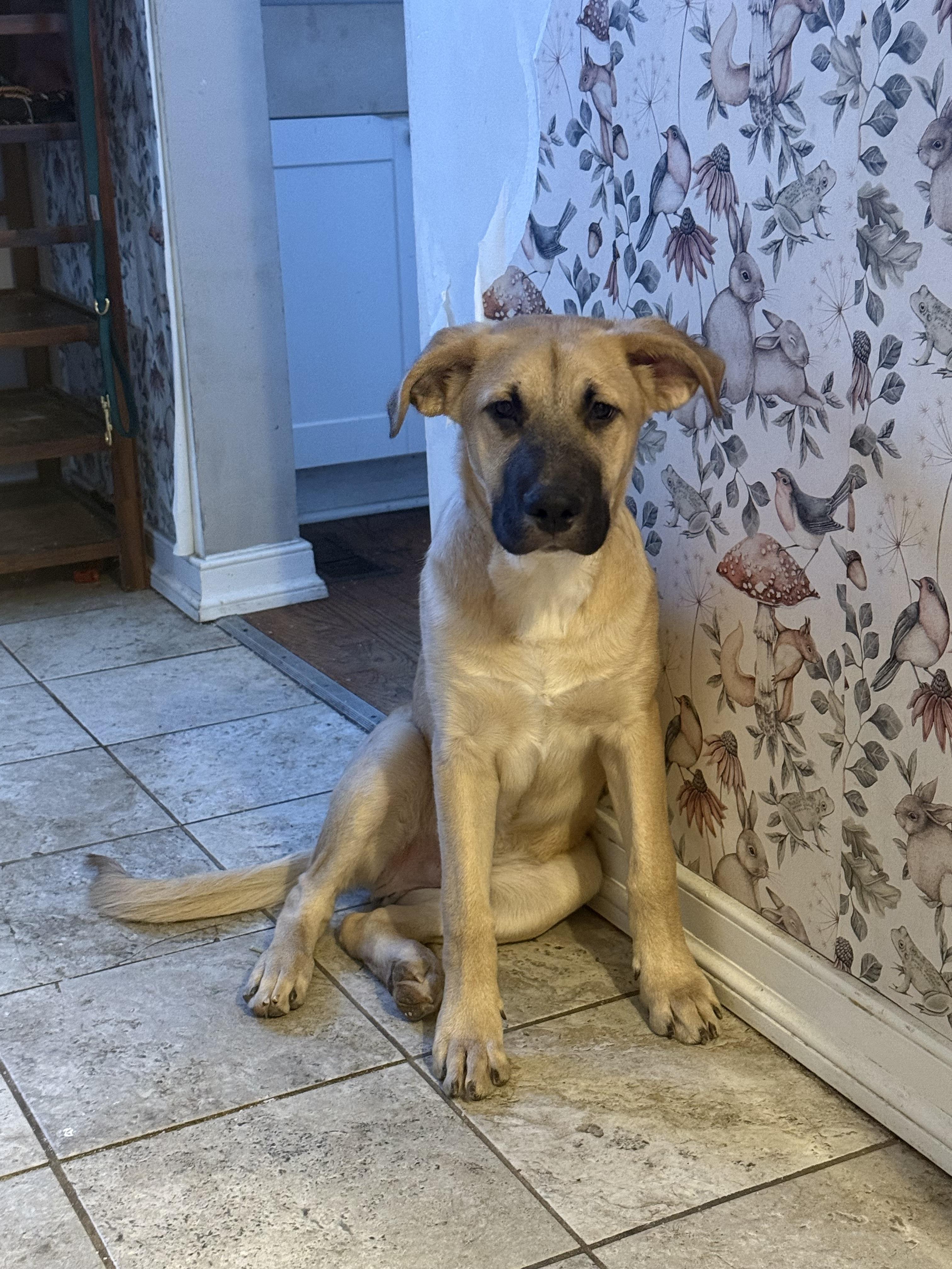 Benny, adopted, Young Male German Shepherd Dog.