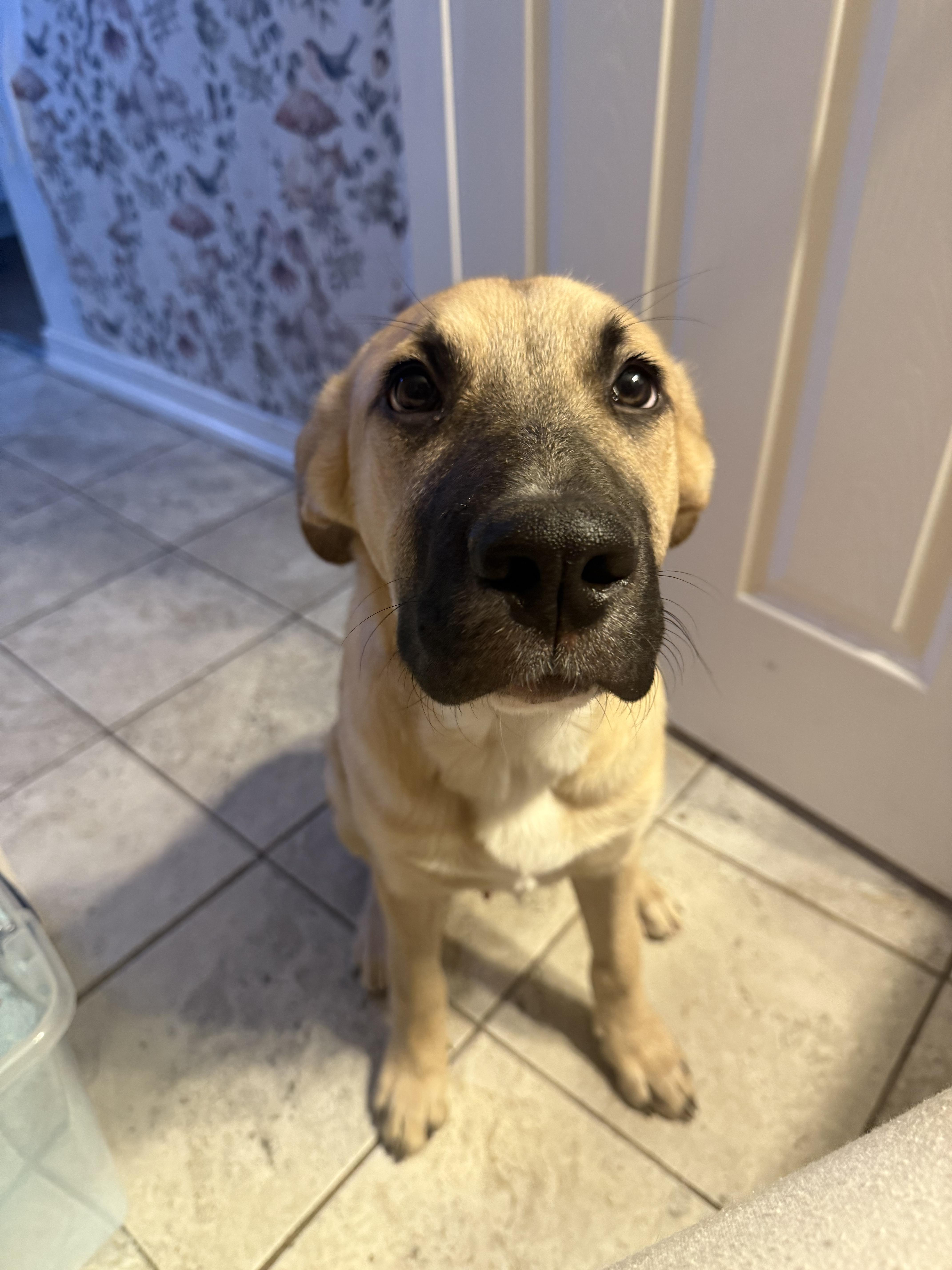 Benny, an adopted German Shepherd Dog in Halethorpe, MD image 2/2