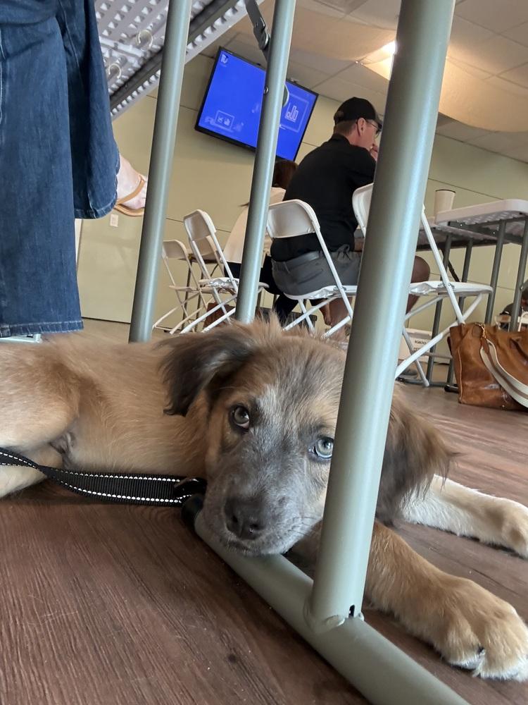 Chonka, Adoptable, Puppy Male Mixed Breed & Australian Cattle Dog / Blue Heeler.