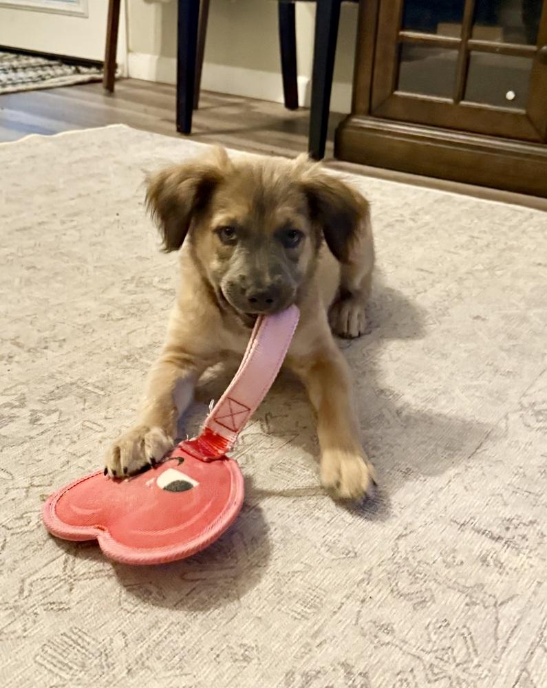 Chonka, a Adoptable mixed breed in Littleton, CO image 2/4