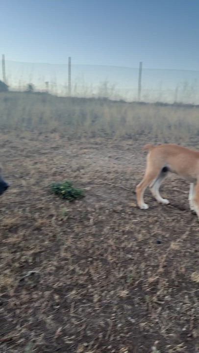 Enlarge Chonka, a Adoptable mixed breed in Littleton, CO video 4/4