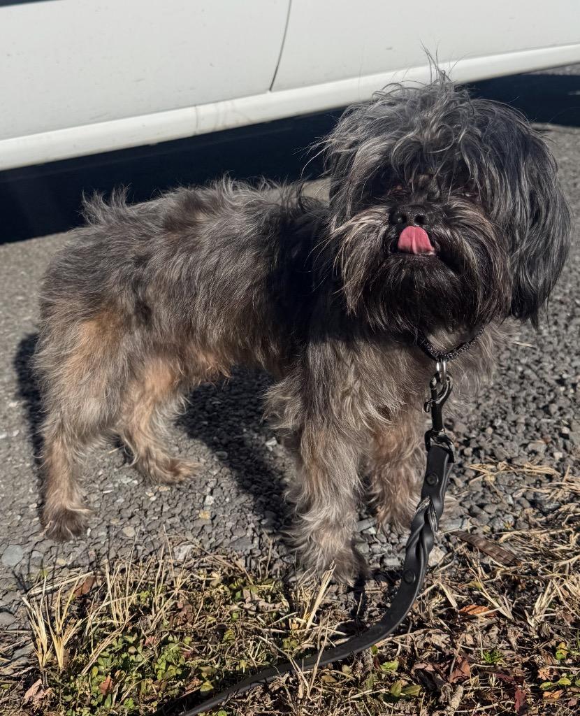 Klaus, Adoptable, Adult Male Mixed Breed.