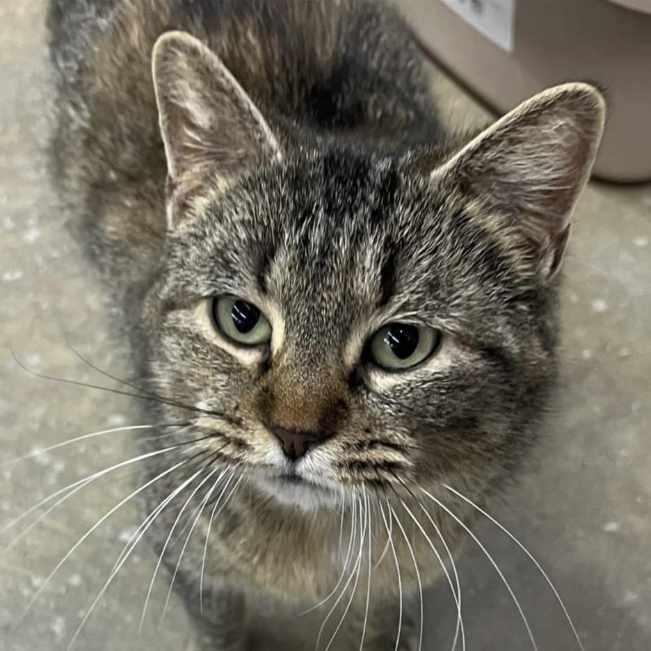 Muffin, a Adoptable Domestic Short Hair in Chicago, IL image 1/6