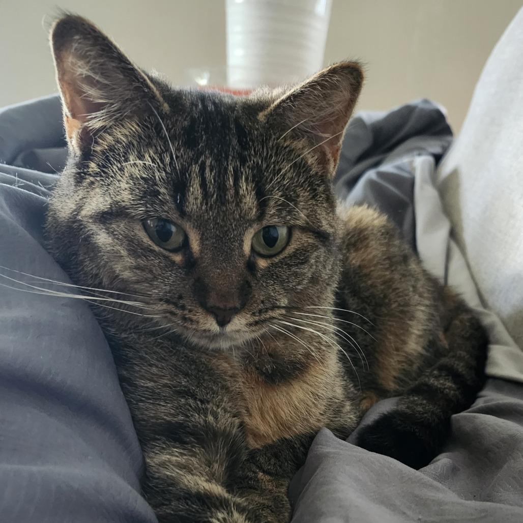 Muffin, a Adoptable Domestic Short Hair in Chicago, IL image 2/6