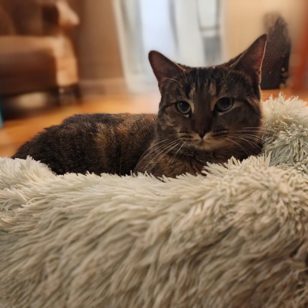 Muffin, a Adoptable Domestic Short Hair in Chicago, IL image 3/6