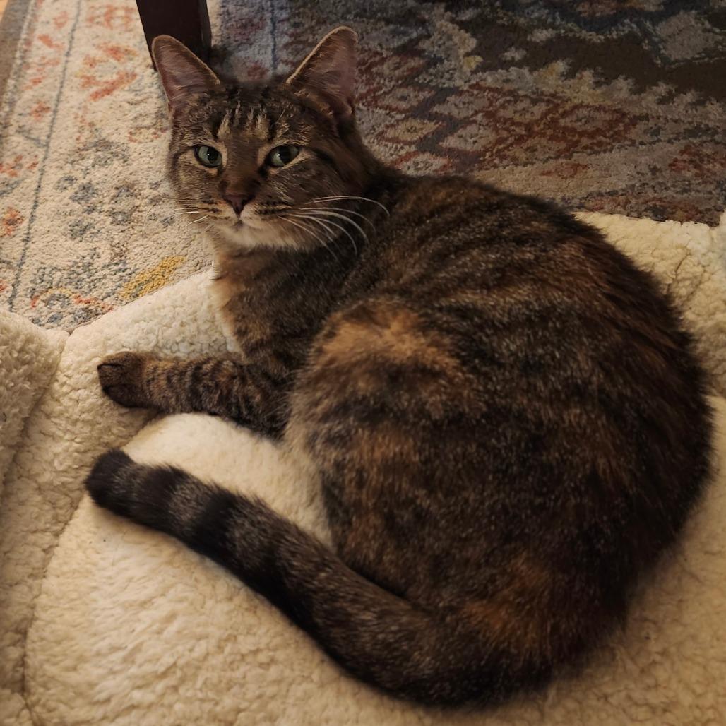 Muffin, a Adoptable Domestic Short Hair in Chicago, IL image 4/6