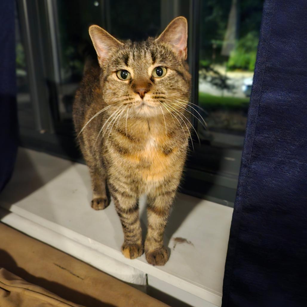 Muffin, a Adoptable Domestic Short Hair in Chicago, IL image 5/6