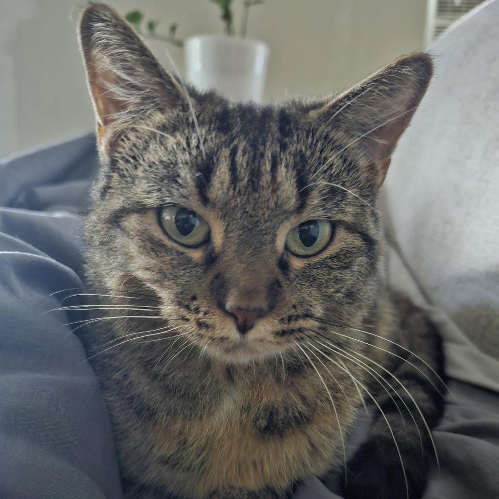 Muffin, a Adoptable Domestic Short Hair in Chicago, IL image 6/6