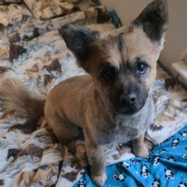Benevolent Buddy, Adopted, Adult Male Cavalier King Charles Spaniel & Pomeranian.