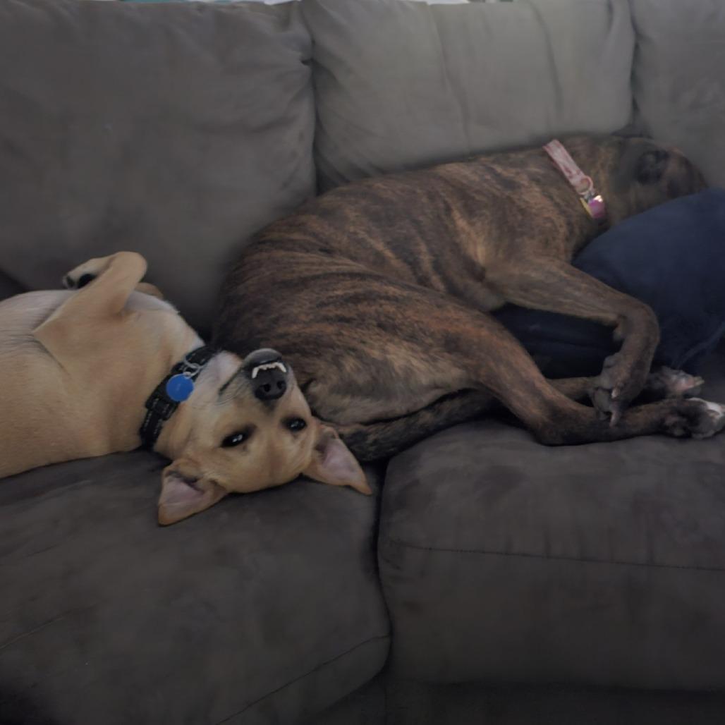 Enlarge Charo Rico, a Adoptable mixed breed in Fort Lauderdale, FL image 1/6