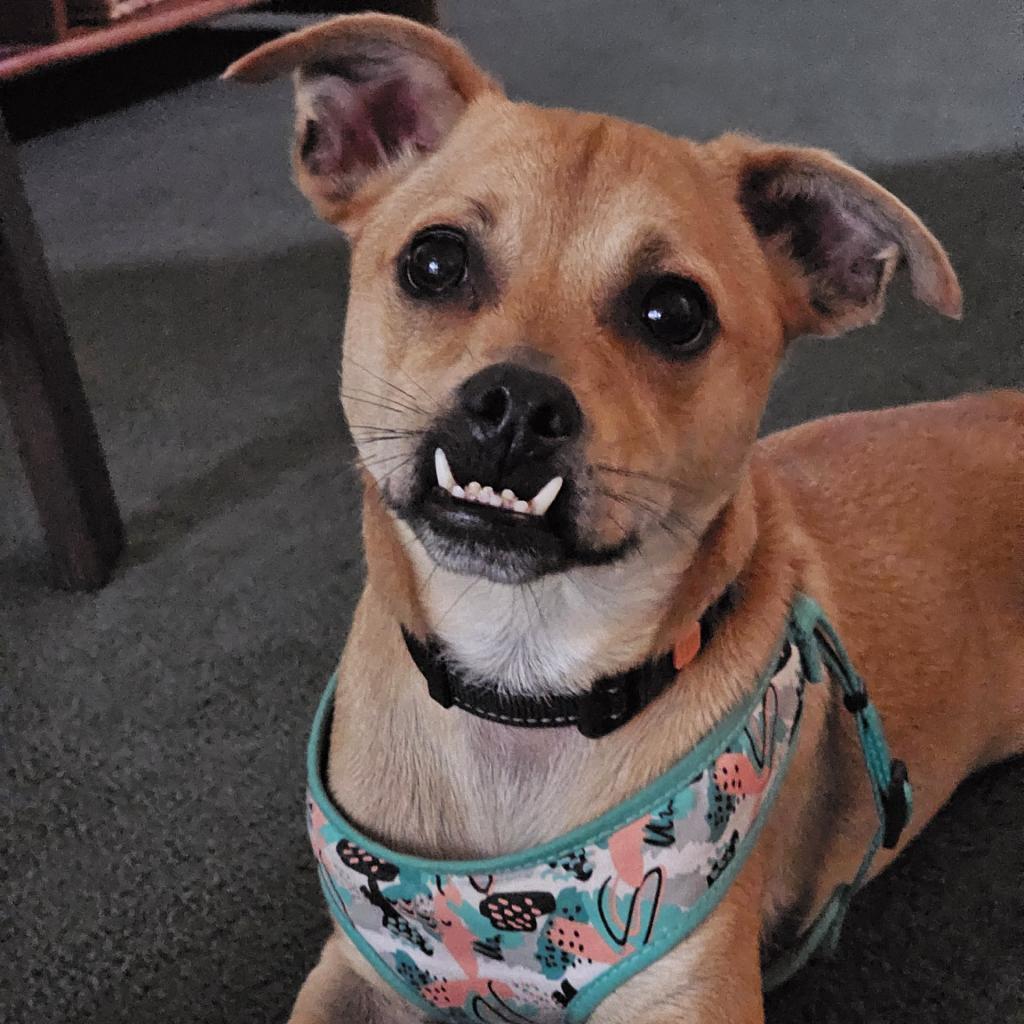 Hero, Adoptable, Adult Male Terrier.