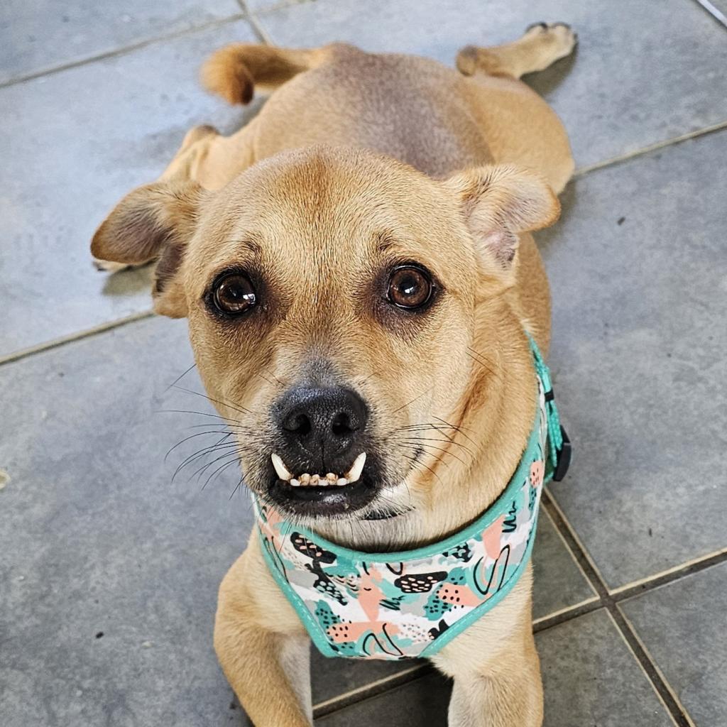 Enlarge Charo Rico, a Adoptable mixed breed in Fort Lauderdale, FL image 3/6