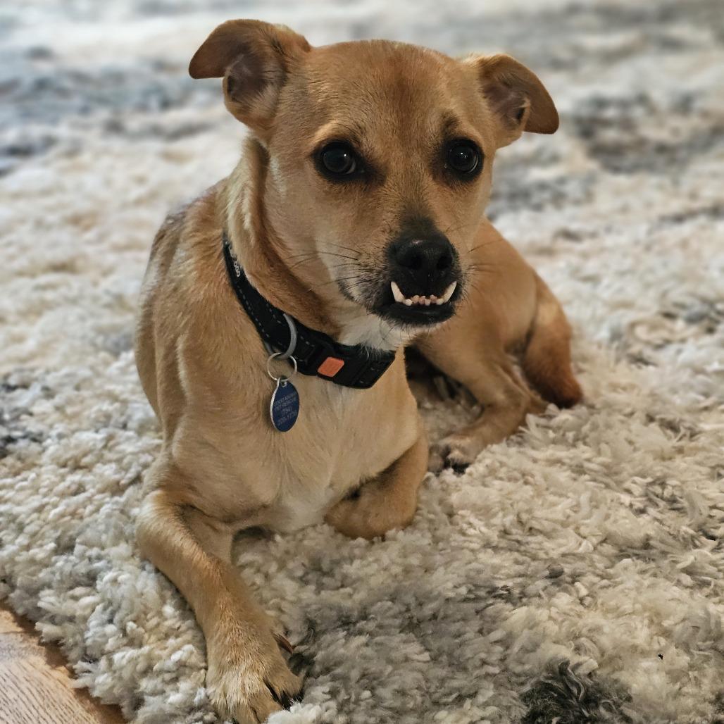 Enlarge Charo Rico, a Adoptable mixed breed in Fort Lauderdale, FL image 4/6