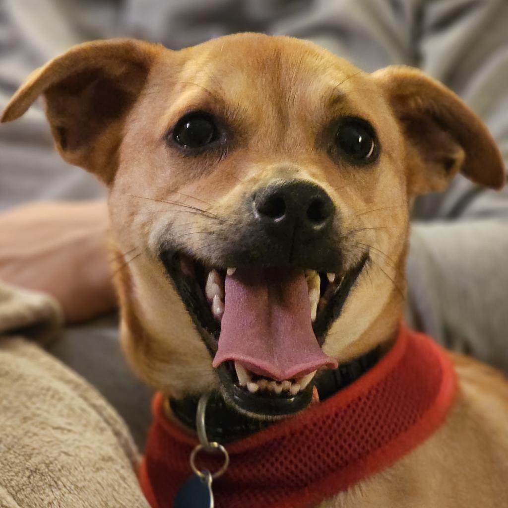 Enlarge Charo Rico, a Adoptable mixed breed in Fort Lauderdale, FL image 5/6