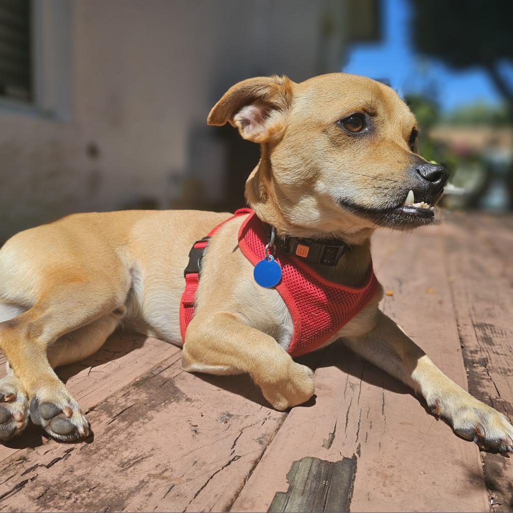 Enlarge Charo Rico, a Adoptable mixed breed in Fort Lauderdale, FL image 6/6