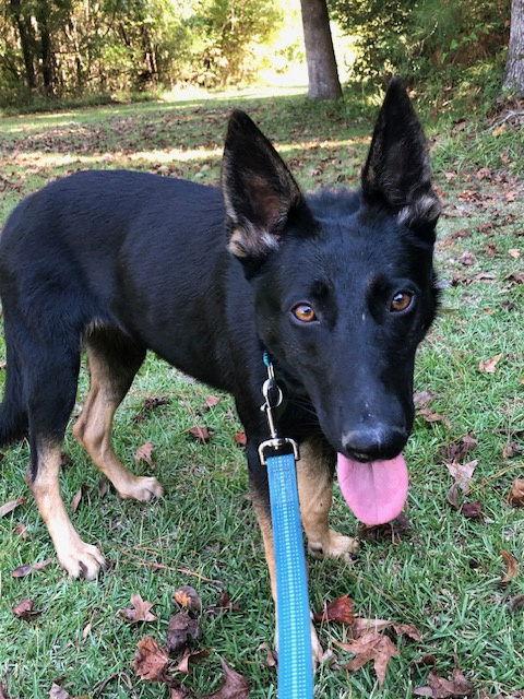 Misty, Adoptable, Young Female German Shepherd Dog.