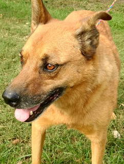 Enlarge Artie, a Adoptable mixed breed in Frankston, TX image 1/12