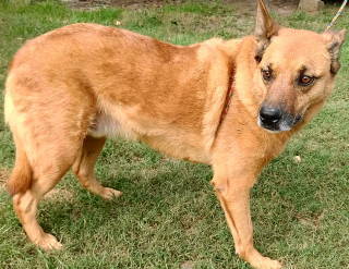 Enlarge Artie, a Adoptable mixed breed in Frankston, TX image 2/12