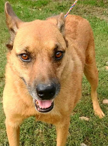 Artie, an adoptable Shepherd, Boxer in Frankston, TX, 75763 | Photo Image 1