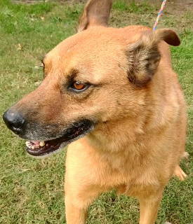 Enlarge Artie, a Adoptable mixed breed in Frankston, TX image 5/12