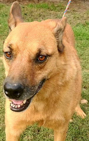 Enlarge Artie, a Adoptable mixed breed in Frankston, TX image 6/12