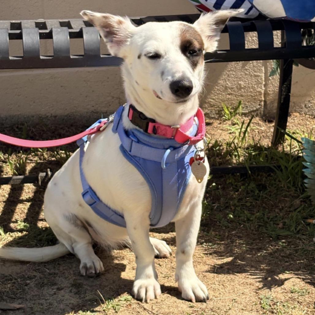 Enlarge KELLI, a Adoptable Corgi in Berlin, NJ image 2/6