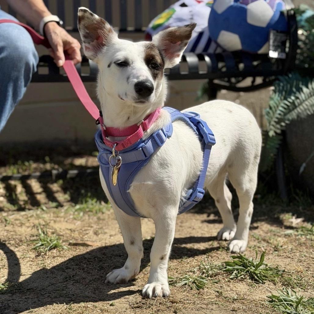 Enlarge KELLI, a Adoptable Corgi in Berlin, NJ image 1/6