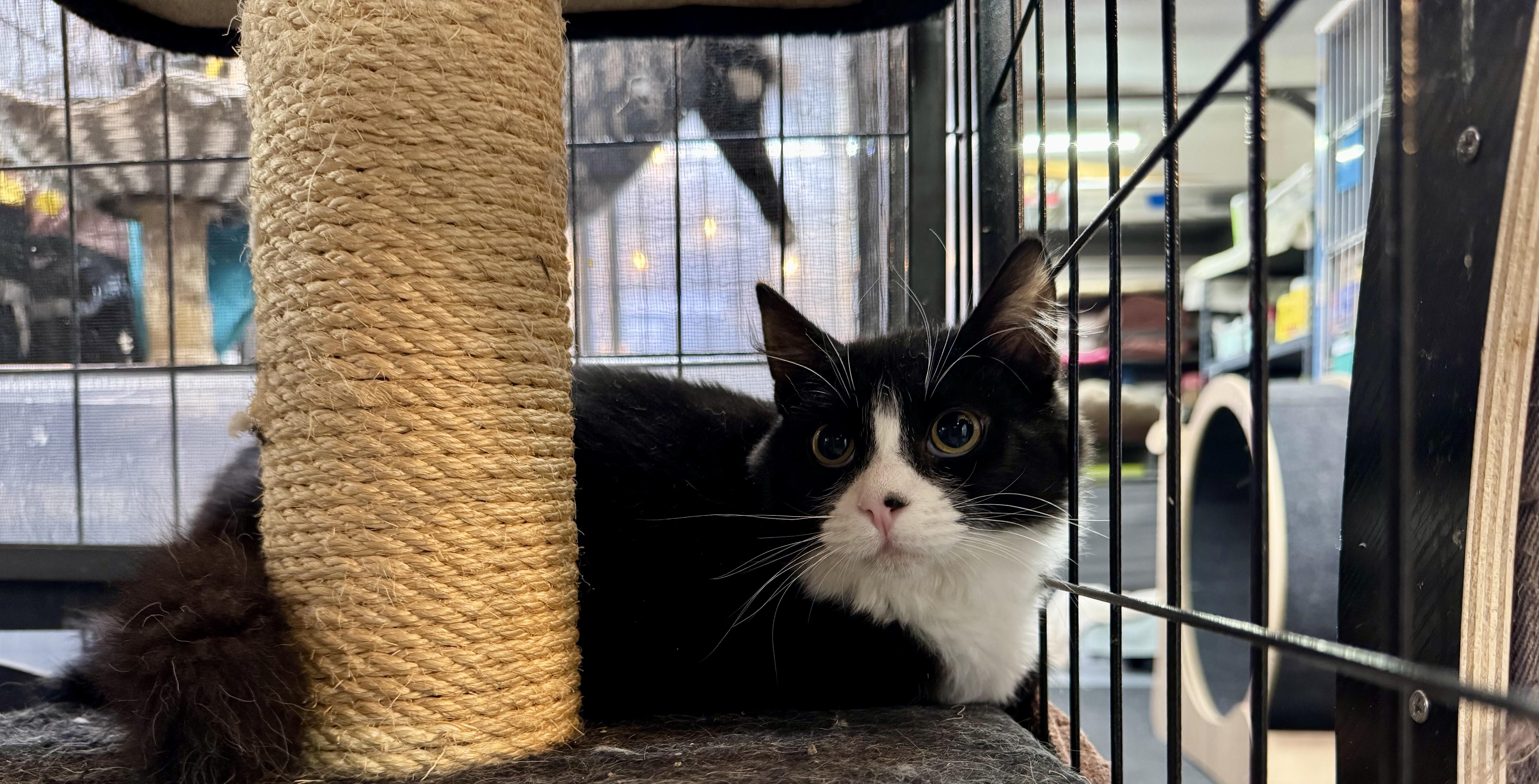 WInnie, Adoptable, Young Female Domestic Medium Hair.