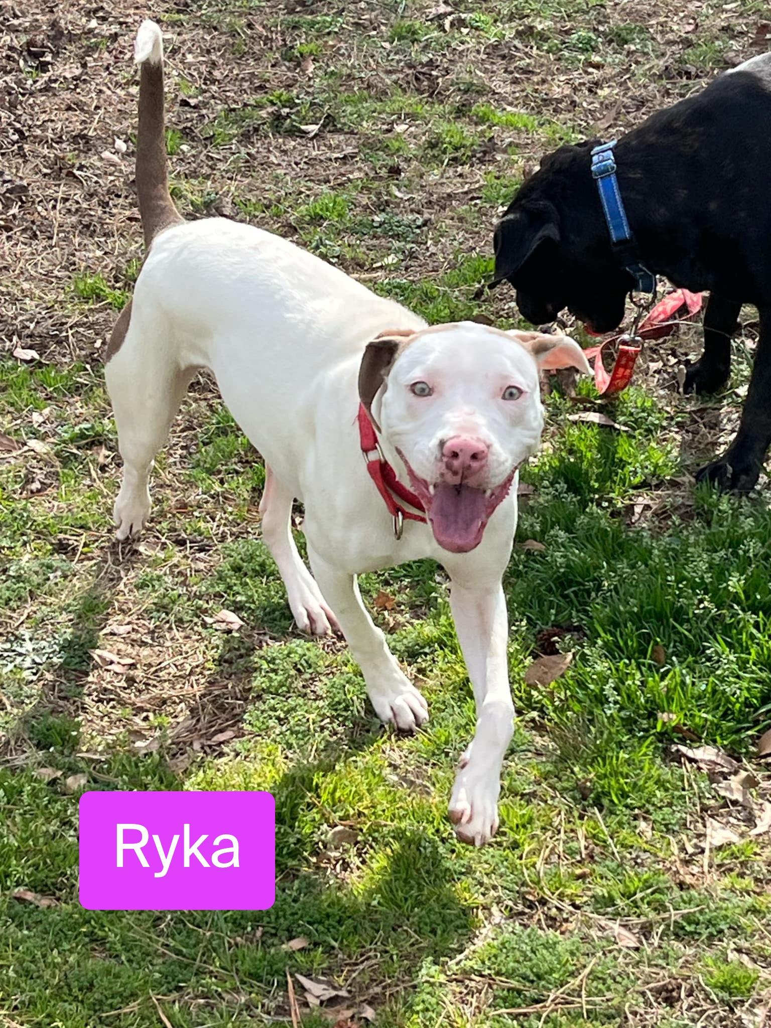 Ryka, Adoptable, Adult Female American Staffordshire Terrier.