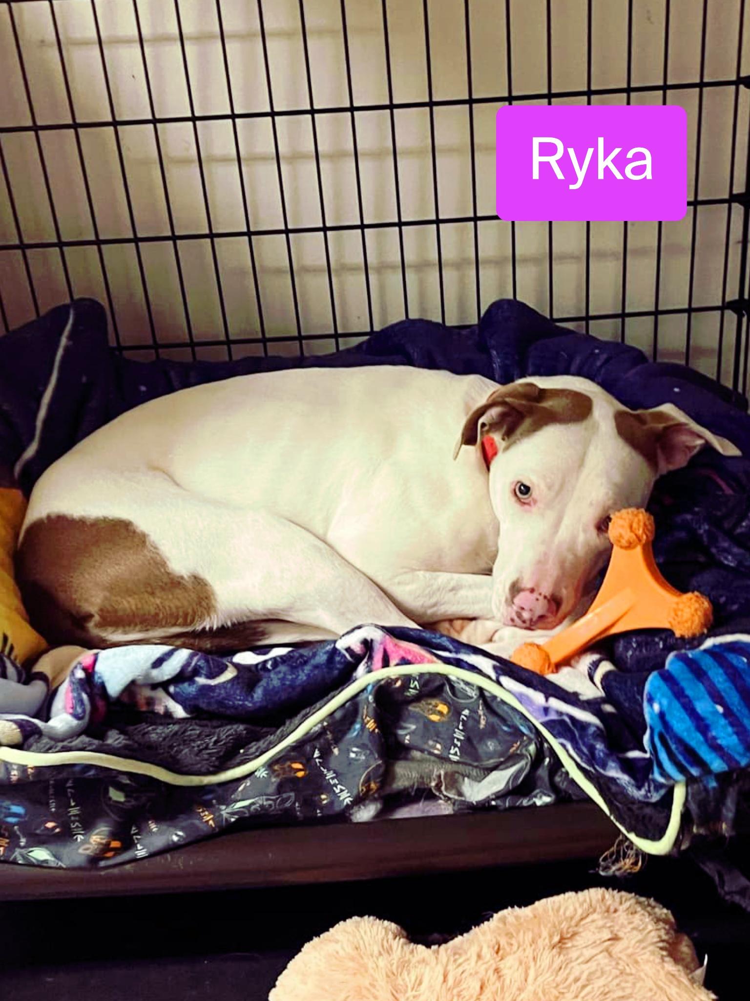 Ryka, a Adoptable mixed breed in Stockbridge, GA image 2/4