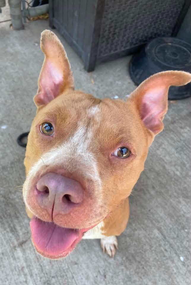 Blini, ADOPTABLE, Adult Female Pit Bull Terrier.