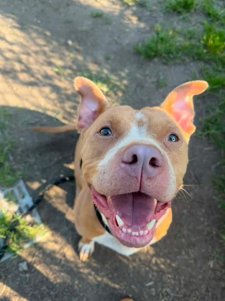 Enlarge Blini, a ADOPTABLE Pit Bull Terrier in Chicago, IL image 2/5