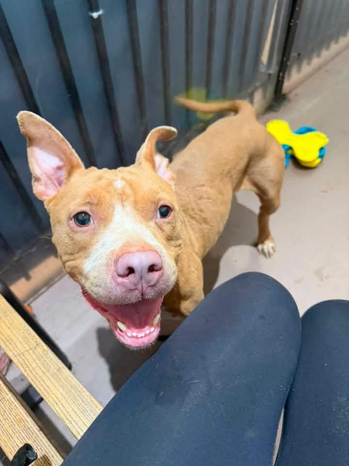 Enlarge Blini, a ADOPTABLE Pit Bull Terrier in Chicago, IL image 4/5